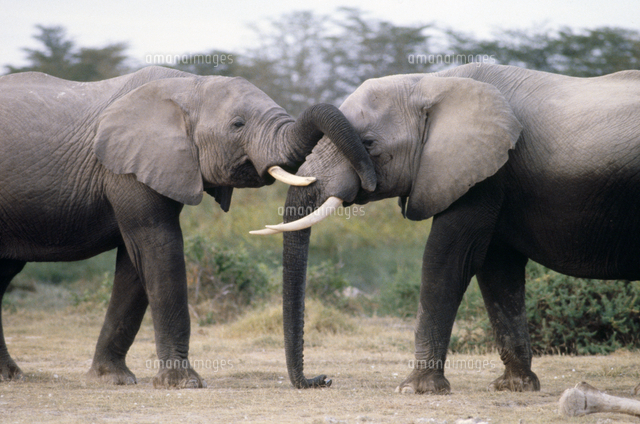 アフリカゾウ の写真素材 イラスト素材 アマナイメージズ