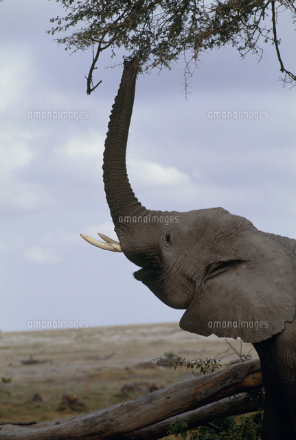 アフリカゾウ 木の枝に鼻を伸ばす の写真素材 イラスト素材 アマナイメージズ