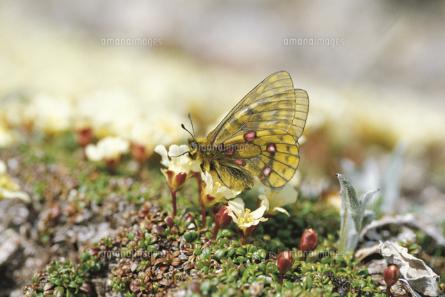 ウスバキチョウ（キイロウスバアゲハ）[32084000024]の写真・イラスト