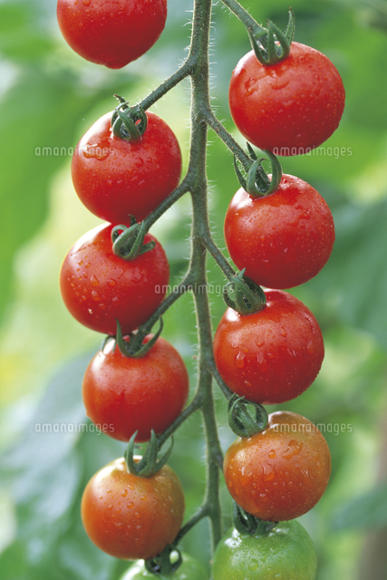 ミニトマトの実 の写真素材 イラスト素材 アマナイメージズ