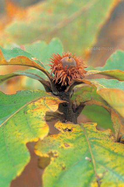 カシワの実 ドングリ の写真素材 イラスト素材 アマナイメージズ