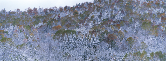 新雪が積もった針葉樹と広葉樹の混交林 パノラマ撮影 の写真素材 イラスト素材 アマナイメージズ