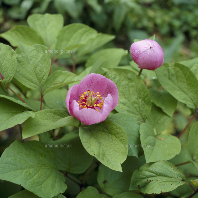 ベニバナヤマシャクヤク 花 の写真素材 イラスト素材 アマナイメージズ