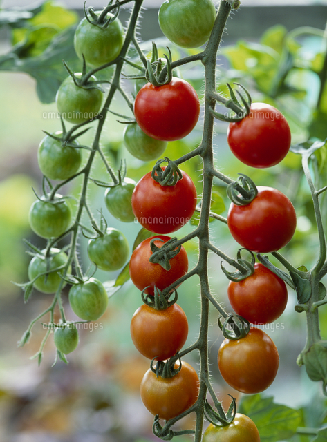 ミニトマト の写真素材 イラスト素材 アマナイメージズ