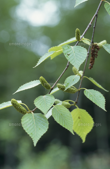 ダケカンバの実 の写真素材 イラスト素材 アマナイメージズ ダケカンバの実 の写真素材 イラスト素材 アマナイメージズ
