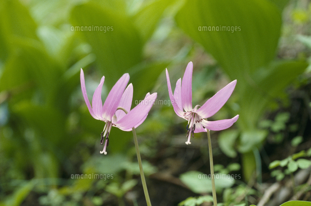 カタクリの花 春 の写真素材 イラスト素材 アマナイメージズ