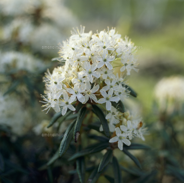 イソツツジの花 春 の写真素材 イラスト素材 アマナイメージズ