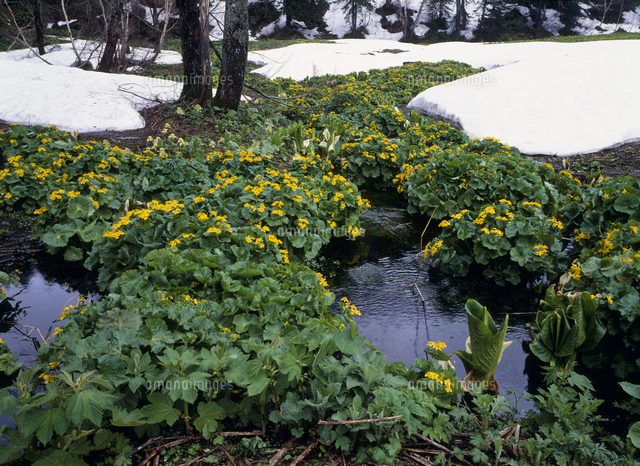 雪どけとエゾノリュウキンカの花 春 の写真素材 イラスト素材 アマナイメージズ