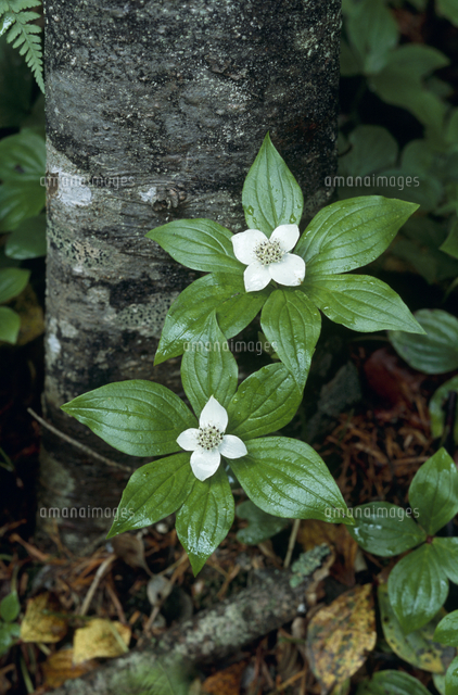 ゴゼンタチバナの花 春 の写真素材 イラスト素材 アマナイメージズ