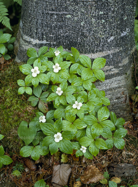 ゴゼンタチバナの花 春 の写真素材 イラスト素材 アマナイメージズ