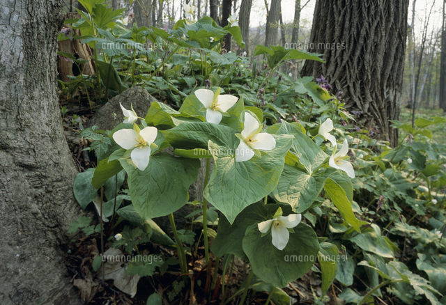オオハナノエンレイソウの花 春 の写真素材 イラスト素材 アマナイメージズ