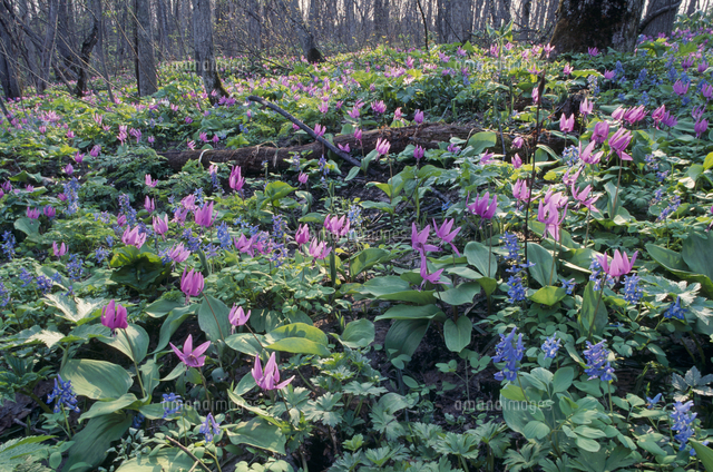 カタクリの花 春 の写真素材 イラスト素材 アマナイメージズ