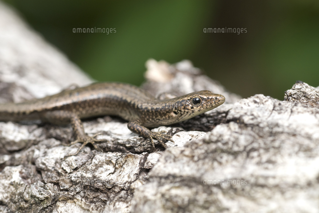 オガサワラトカゲ の写真素材 イラスト素材 アマナイメージズ