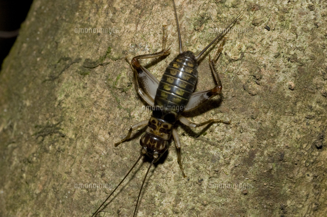 オガサワラクチキコオロギ[32086000439]の写真・イラスト素材｜アマナ