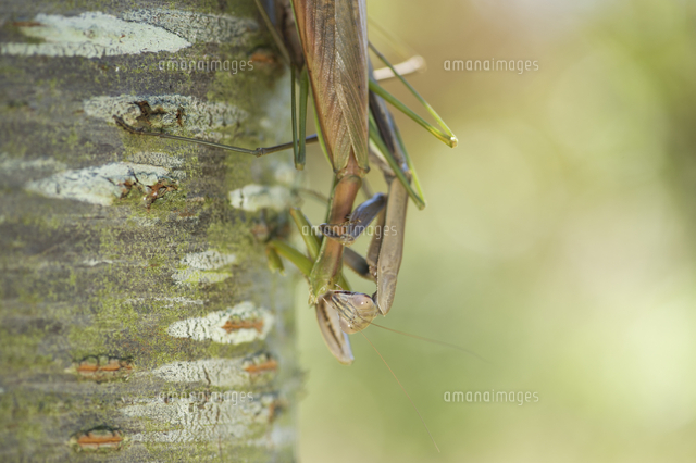 オオカマキリ 交尾 共食い の写真素材 イラスト素材 アマナイメージズ