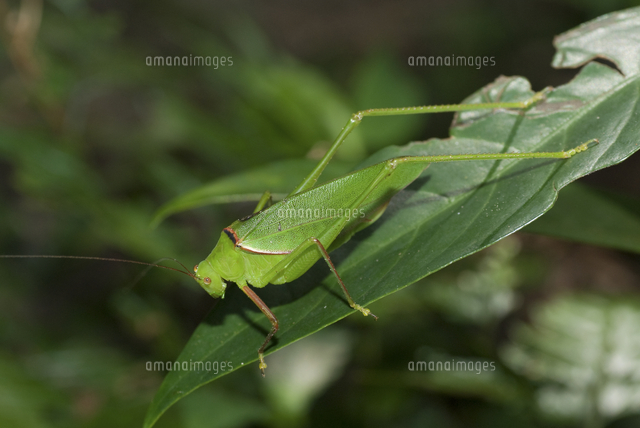 ヤエヤマヘリグロツユムシ の写真素材 イラスト素材 アマナイメージズ