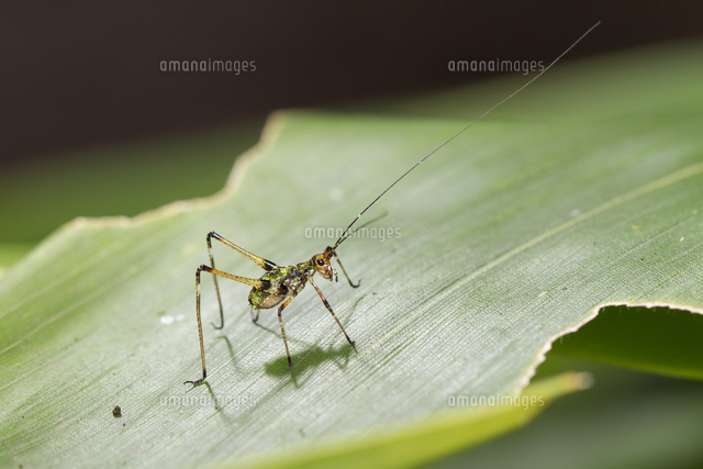 アシグロツユムシの幼虫 の写真素材 イラスト素材 アマナイメージズ