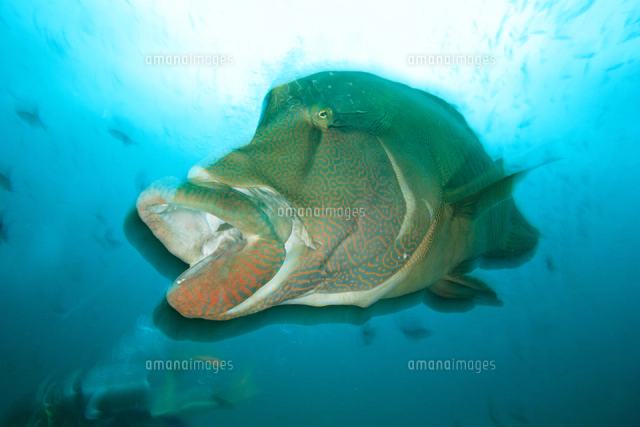 ハナダイギンポの顔 の写真素材 イラスト素材 アマナイメージズ