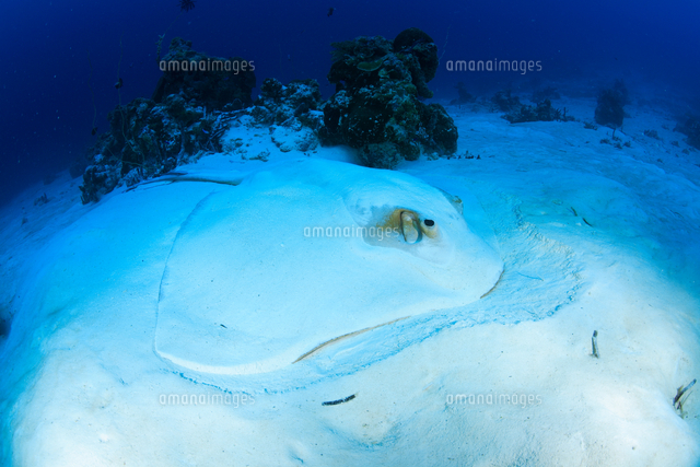 海底で身を潜めるツカエイ の写真素材 イラスト素材 アマナイメージズ