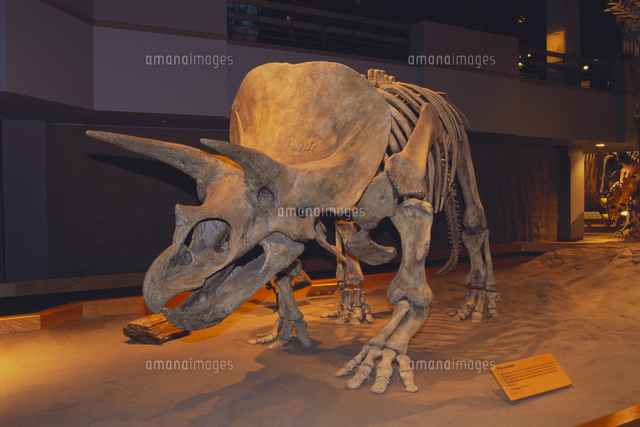 トリケラトプス 骨格 の写真素材 イラスト素材 アマナイメージズ