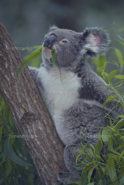ユーカリの葉を食べるコアラ の写真素材 イラスト素材 アマナイメージズ