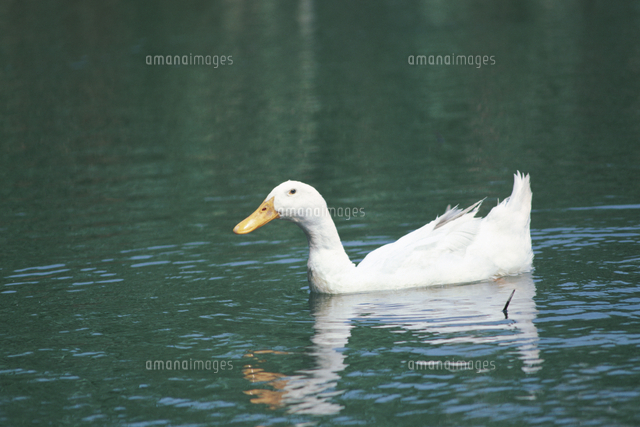 泳ぐアヒル[32089000074]の写真・イラスト素材｜アマナイメージズ