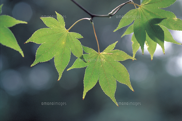 オオモミジの紅葉 色変化a 1 6 の写真素材 イラスト素材 アマナイメージズ