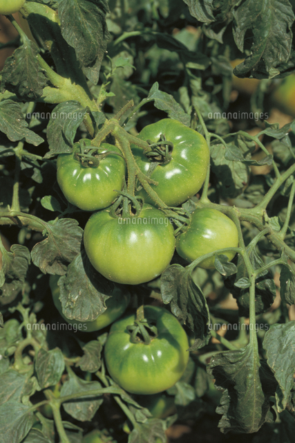 トマトの色変化 連続 1/5[32089000422]の写真・イラスト素材｜アマナ