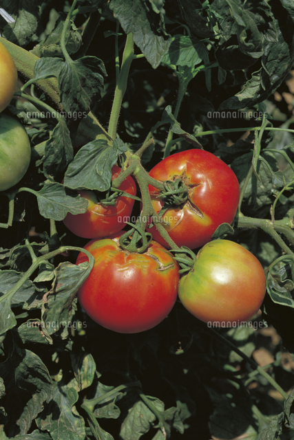 トマトの色変化 連続 4/5[32089000423]の写真・イラスト素材｜アマナ