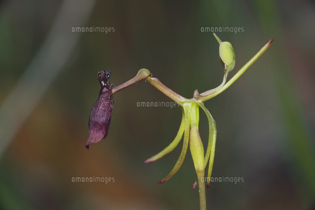 ハンマーオーキッドの写真素材 ストックフォト アマナイメージズ