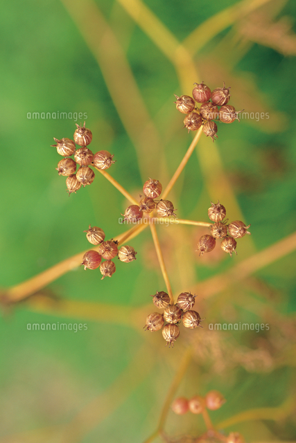 コリアンダー コエンドロ の実 の写真素材 イラスト素材 アマナイメージズ