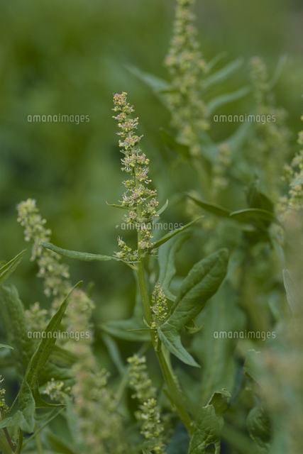 ホウレンソウの花 の写真素材 イラスト素材 アマナイメージズ
