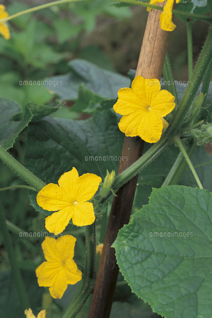 キュウリの雄花 の写真素材 イラスト素材 アマナイメージズ