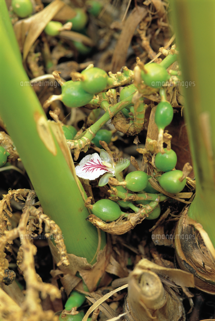 カルダモン ショウズク の写真素材 イラスト素材 アマナイメージズ