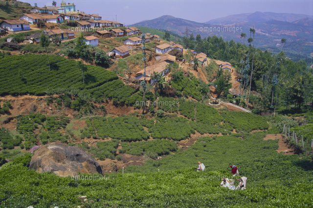 南インドの村落と茶畑 の写真素材 イラスト素材 アマナイメージズ