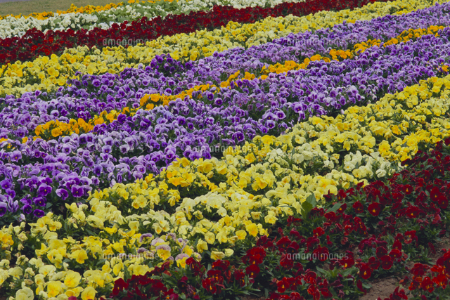 パンジーが咲く花壇 の写真素材 イラスト素材 アマナイメージズ