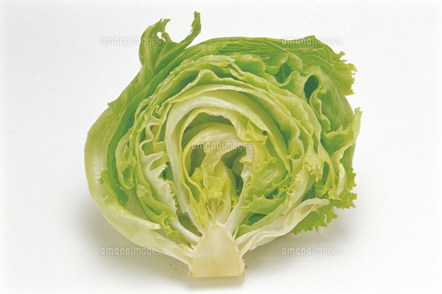 レタス チシャ 縦断面 の写真素材 イラスト素材 アマナイメージズ