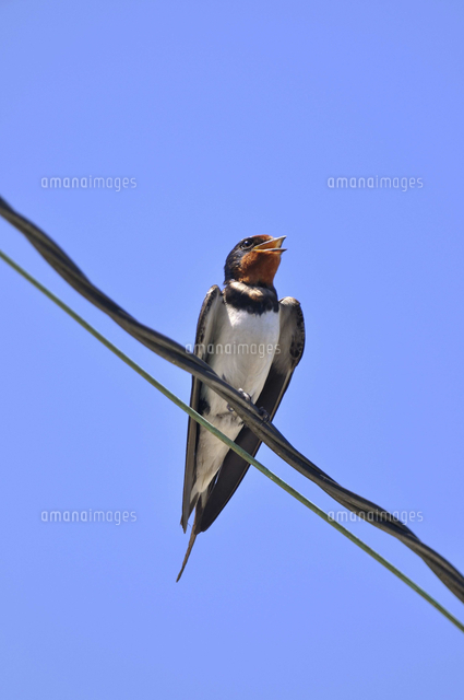 ツバメ 暑い日のツバメ 口開け 翼半開き の写真素材 イラスト素材 アマナイメージズ