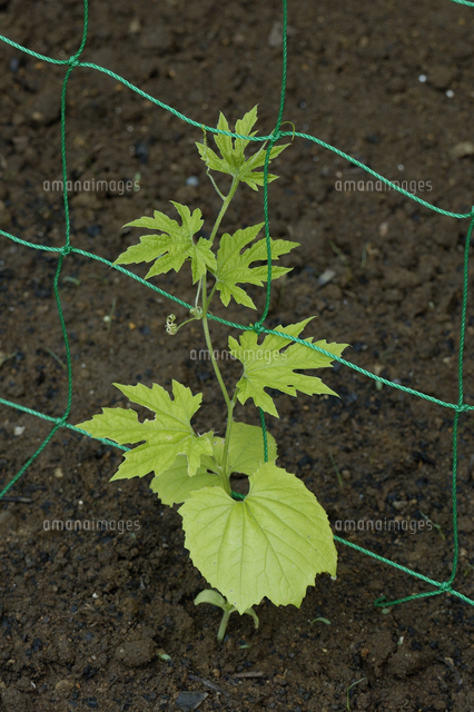 ニガウリ ゴーヤ 苗 の写真素材 イラスト素材 アマナイメージズ