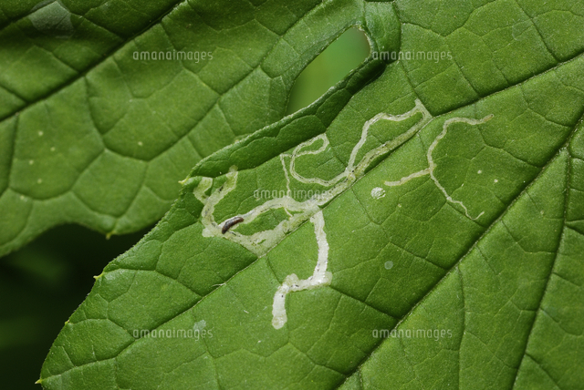 マメハモグリバエの幼虫 ニガウリ ゴーヤ の葉 の写真素材 イラスト素材 アマナイメージズ