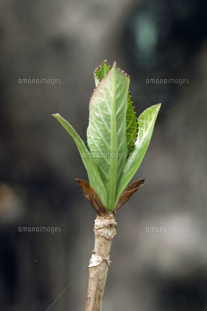 アジサイの新芽 の写真素材 イラスト素材 アマナイメージズ