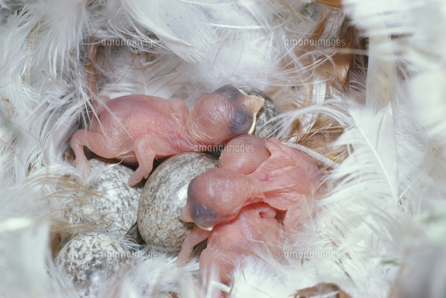 スズメ 孵化したばかりの雛[32089002053]の写真・イラスト素材｜アマナ