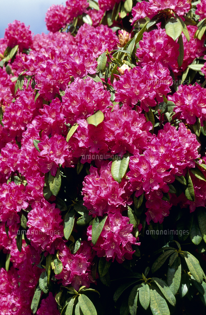 西洋シャクナゲ 花 の写真素材 イラスト素材 アマナイメージズ