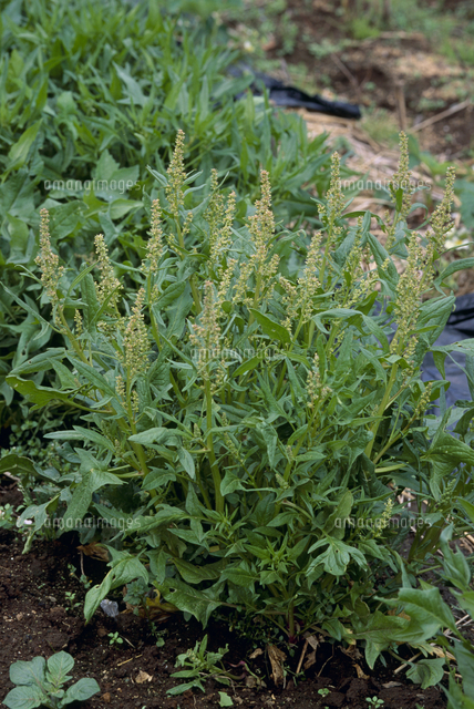ホウレンソウの花 の写真素材 イラスト素材 アマナイメージズ