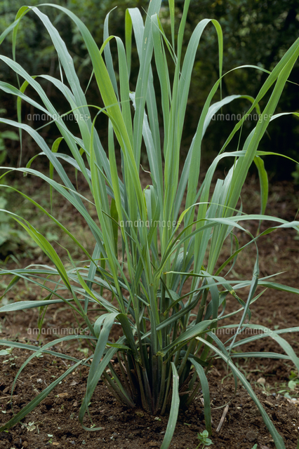 レモングラス の写真素材 イラスト素材 アマナイメージズ