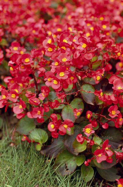 ベゴニアの花 の写真素材 イラスト素材 アマナイメージズ