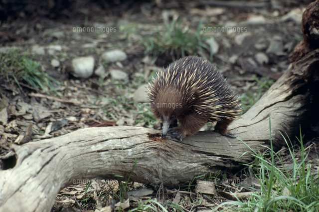 ハリモグラ シロアリを探す の写真素材 イラスト素材 アマナイメージズ