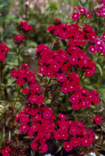 ビジョナデシコ ヒゲナデシコ の写真素材 イラスト素材 アマナイメージズ ビジョナデシコ ヒゲナデシコ の写真素材 イラスト素材 アマナイメージズ