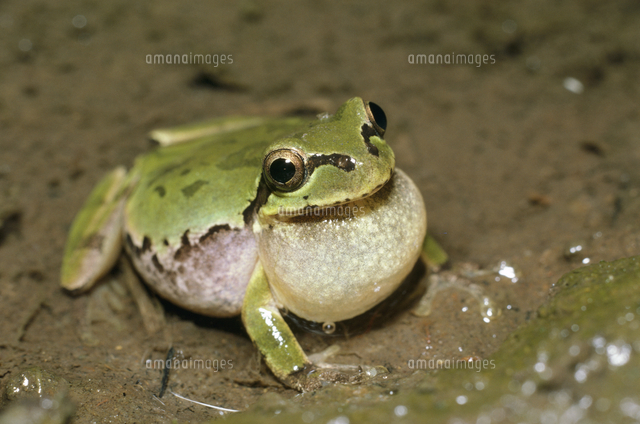 ニホンアマガエル 鳴く 300 の写真素材 イラスト素材 アマナイメージズ