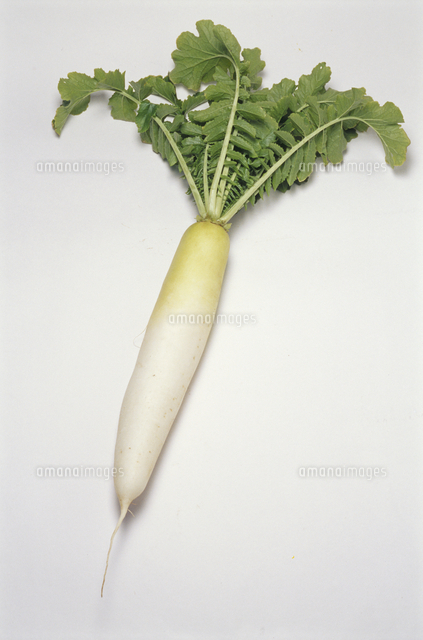 青首ダイコン の写真素材 イラスト素材 アマナイメージズ